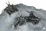 Impressive Cyphaspis Trilobite Cluster - Mrakib, Morocco #365711-9